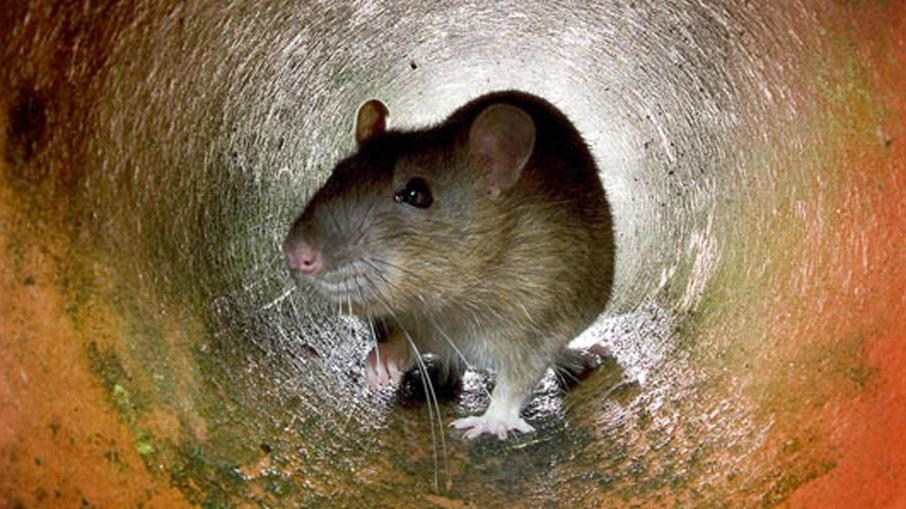 Rata