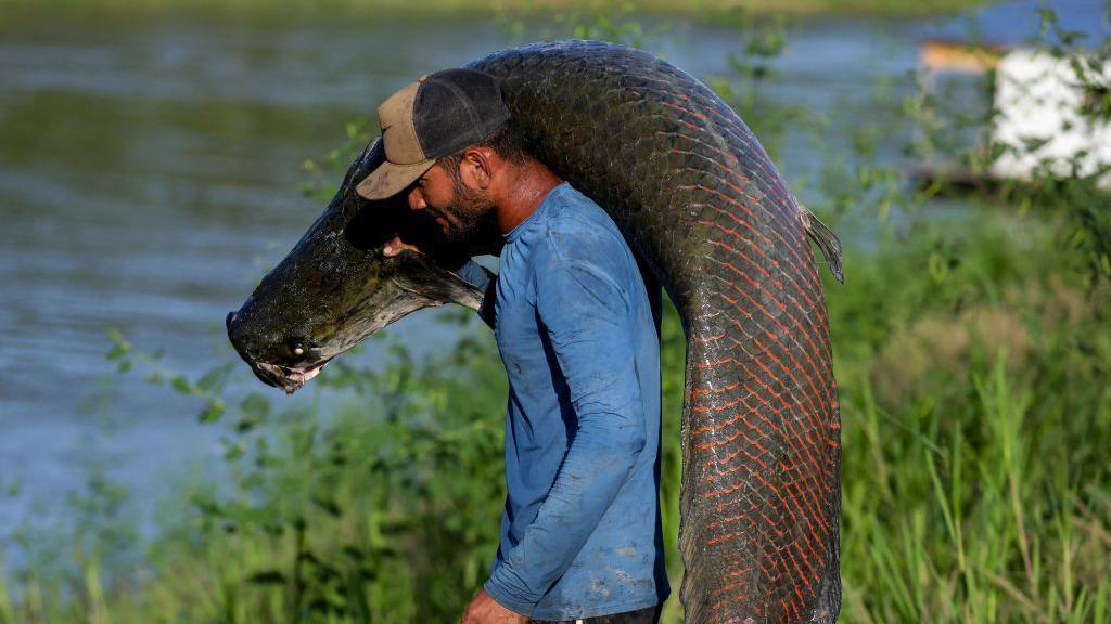Foto de pescador segurando um pirarucu. Os pirarucus são nativos da Amazônia e estão entre os maiores peixes de água doce do mundo, podendo atingir até 3 m de comprimento. 