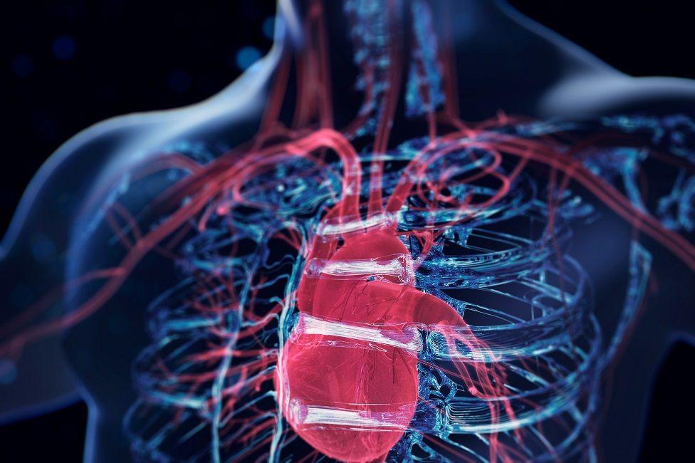 Cuerpo humano holográfico en color azul y el corazón en rojo en primer plano.