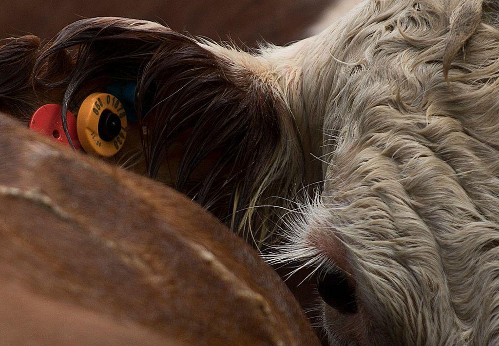 Una vaca con una etiqueta digital, llamada caravana, en su oreja.