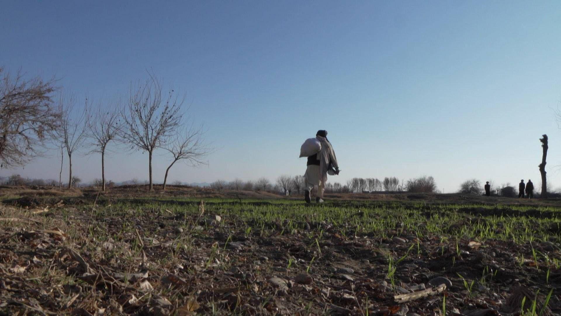 A farmer with his back to the camera walks through a field in Helmand province in Afghanistan