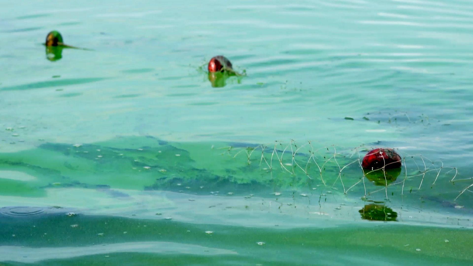 Agua de un color verdoso intenso con vetas de petróleo visibles bajo la superficie. Se puede ver parte de una red de pesca con tres boyas rojas.