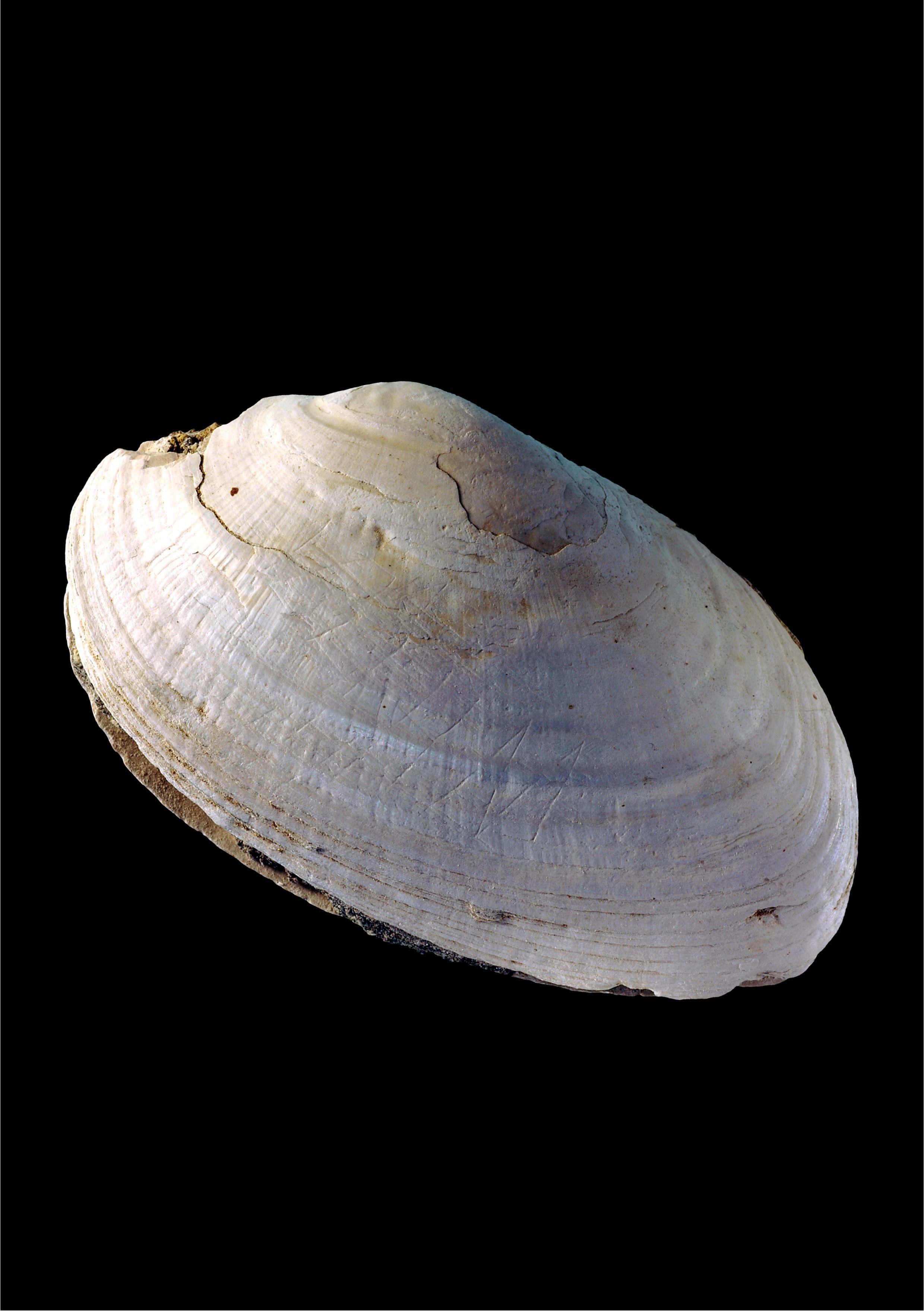 Cangkang Pseudodon vondembuschianus trinilensis dengan goresan