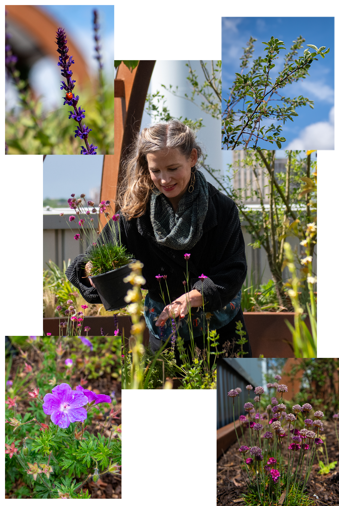 La diseñadora paisajista Sarah Price plantando en la azotea, junto con algunas fotografías de cerca de una mariquita sobre salvia de bosque, un cerezo guindo, geranio de sangre y clavelina de mar.