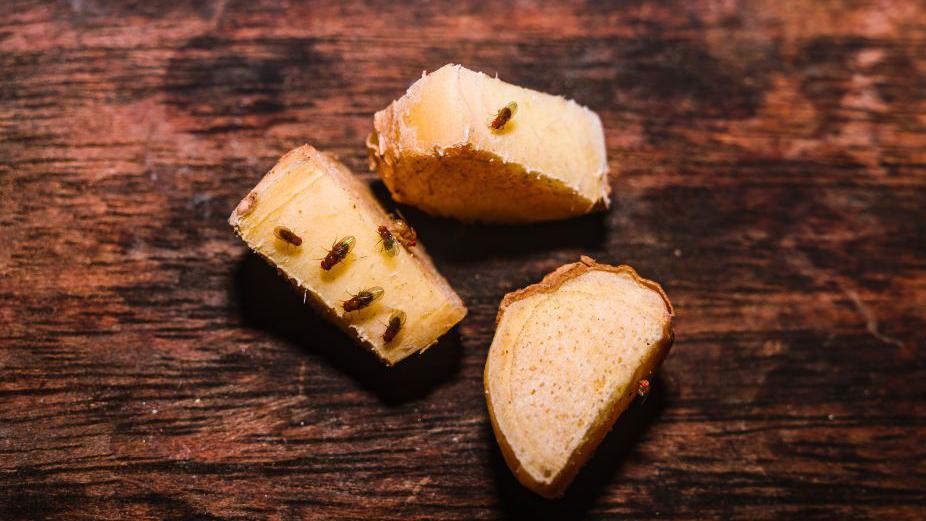Seis moscas de la fruta (Drosophila) posadas sobre trozos de jengibre colocados en una plataforma de madera.
