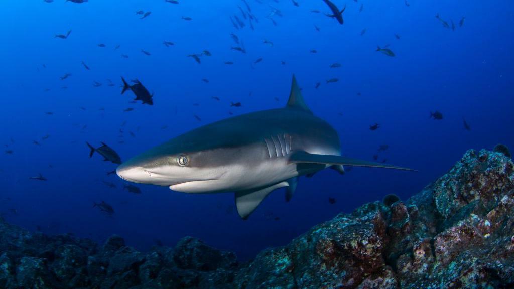 Tubarão-das-galápagos nadando em um recife