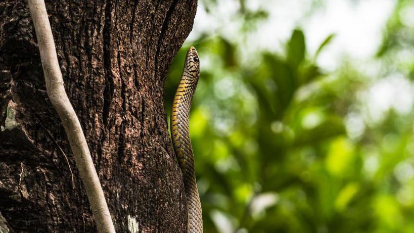 Children fall ill in India after dead snake found in school meal