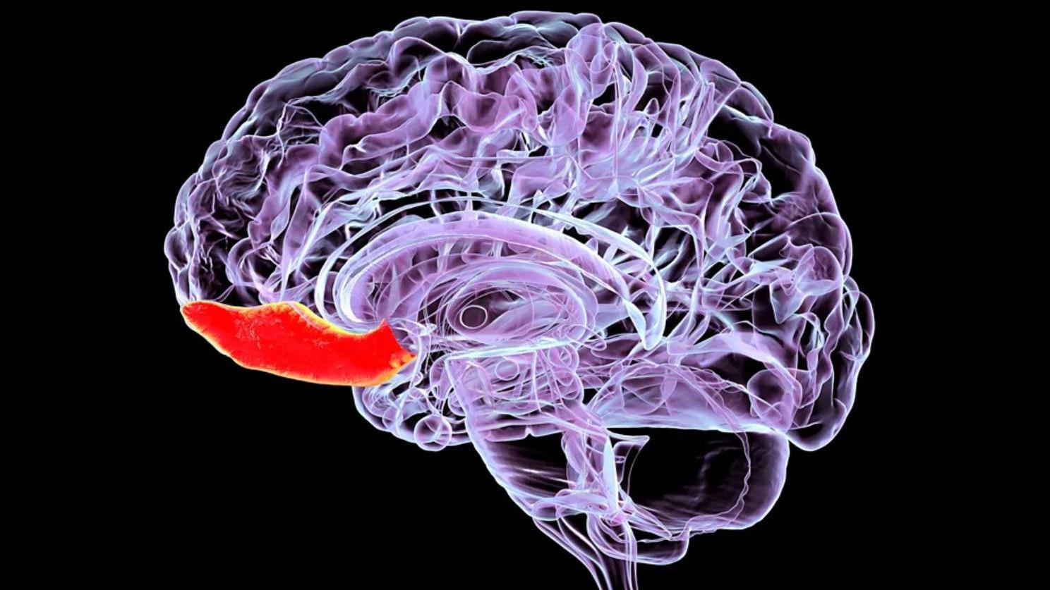 Čini se da je spoljni sloj orbitofrontalnog korteksa posebno ranjiv na udarac