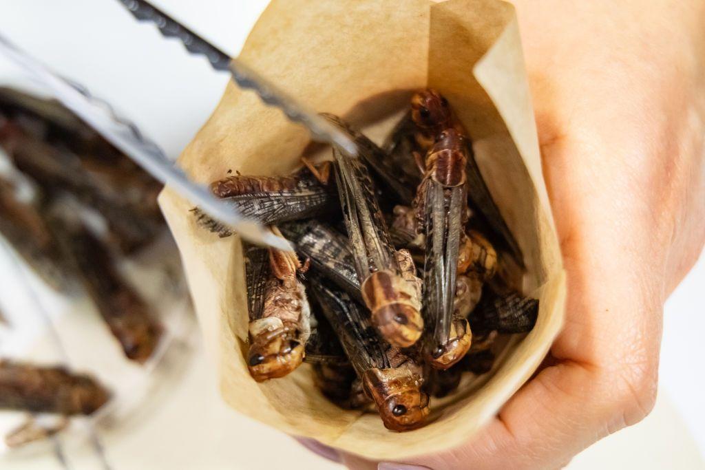Insectos en una bolsa marrón