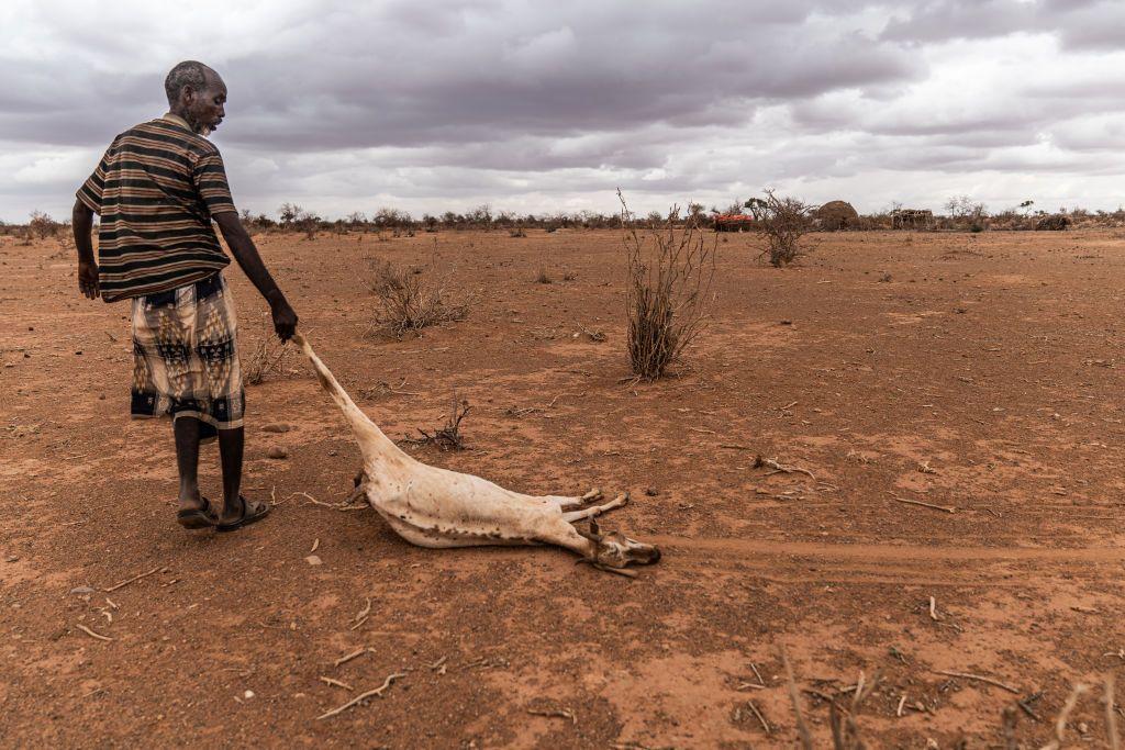 Un hombre arrastra un animal muerto en un campo árido en la región somalí de Doolow. 