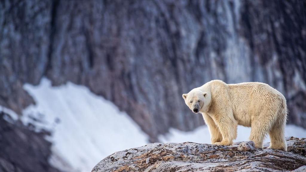 Person fined after using foghorn to wake sleeping polar bear