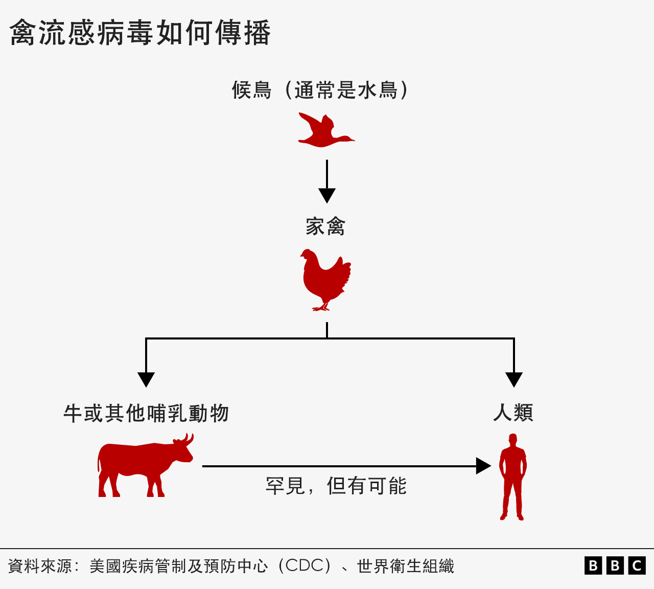 圖表顯示禽流感病毒如何傳播給包括人類在內的其他哺乳動物