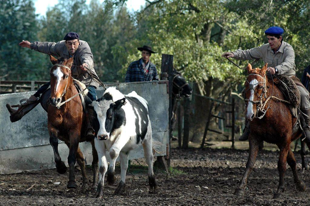Tres trabajadores rurales arriando una vaca en un campo en Uruguay.