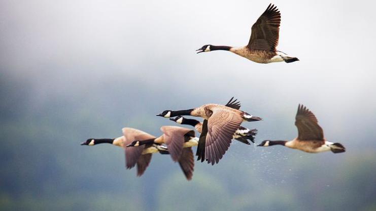 Aves migratórias