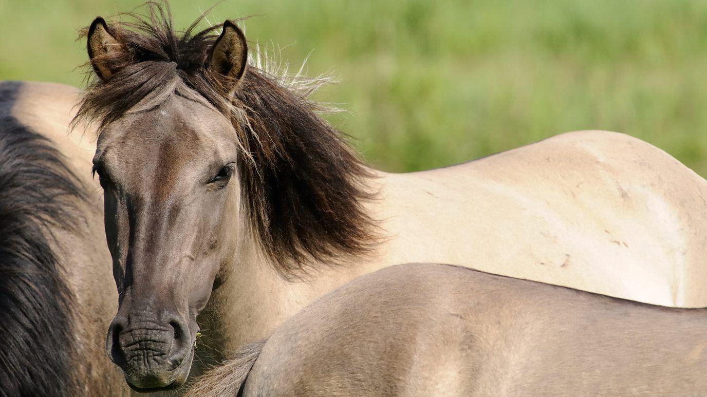 Un caballo de pelaje grisáceo, junto a otros. 