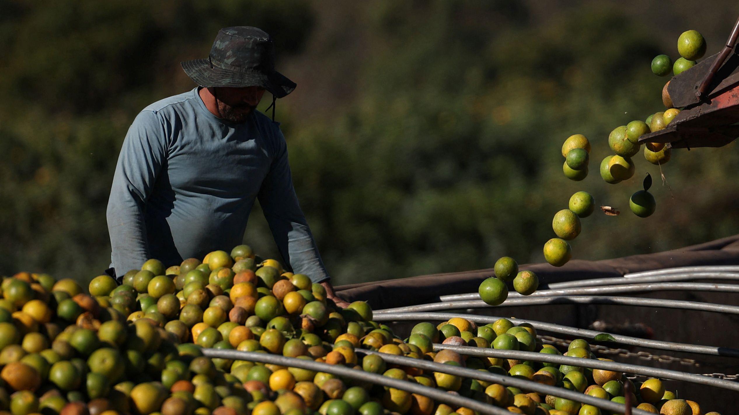 Um homem de chapéu olha para centenas de laranjas