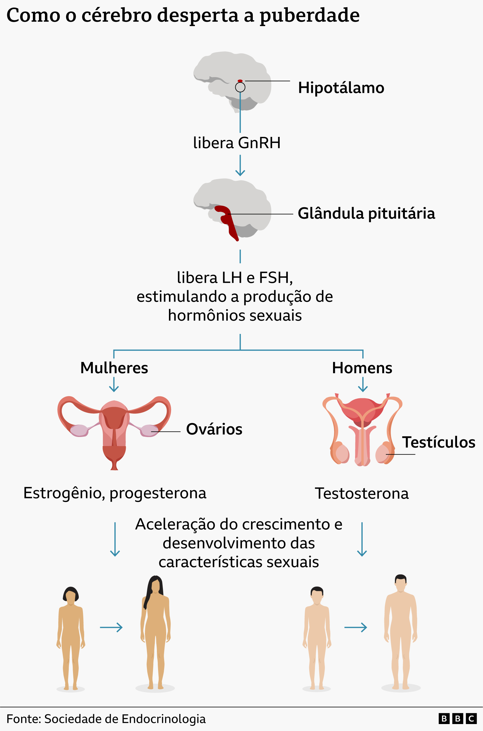 Infográfico mostrando como o cérebro ativa a puberdade, gerando o aumento da produção dos hormônios sexuais e o desenvolvimento das características do corpo