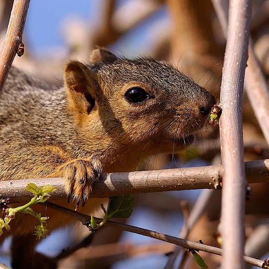 Ardilla terrestre de California en una rama