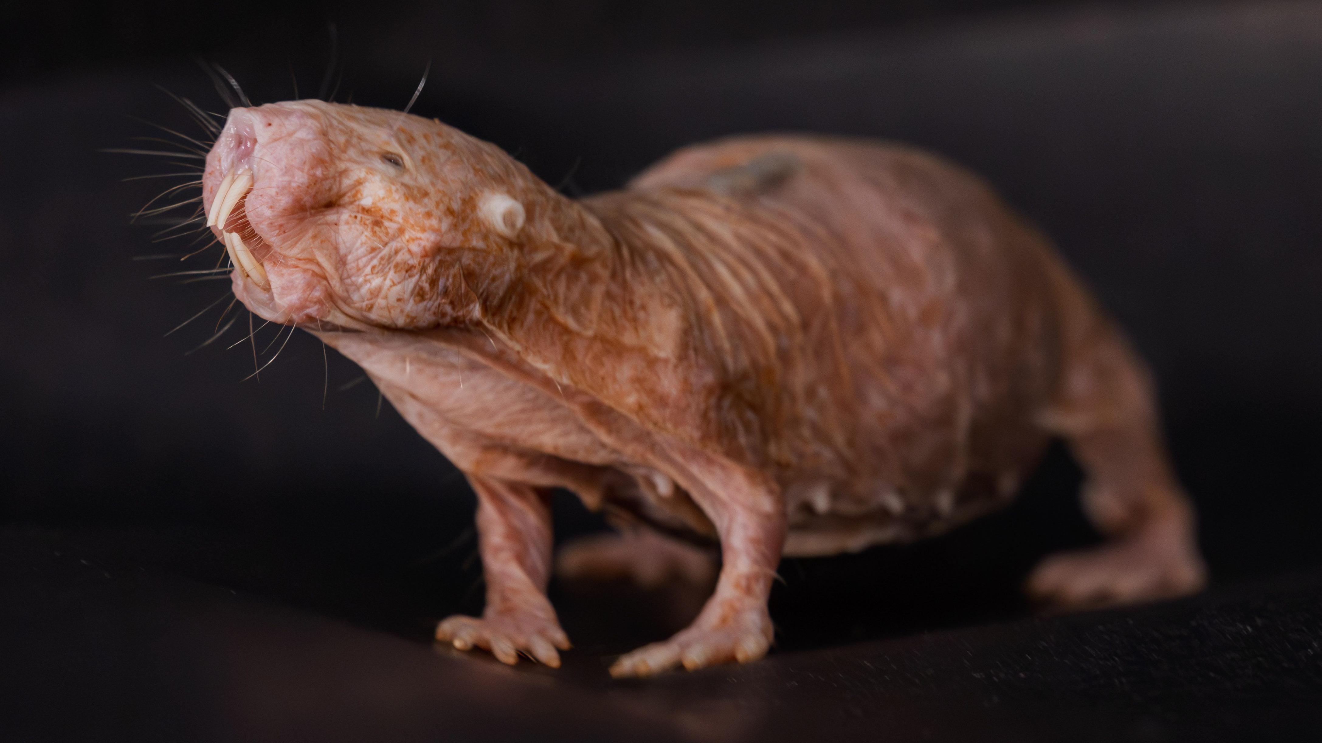 Primer plano de una rata topo desnuda de pie sobre una superficie oscura contra un fondo oscuro, con su hocico apuntando hacia arriba como si estuviera olfateando el aire.