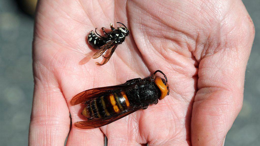 La picadura del avispón gigante japonés, también conocido como el "avispón asesino", ha sido comparada por Coyote Peterson con "un puñetazo en la cara de Mike Tyson".