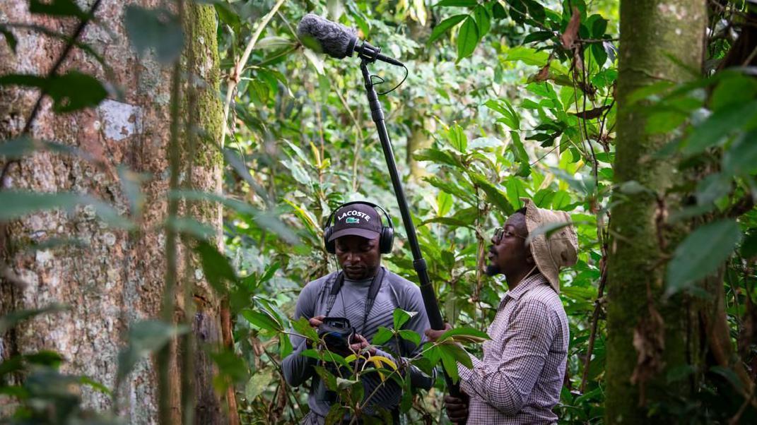 Dos investigadores, uno con un micrófono en un poste largo y otro con un dispositivo de grabación, trabajan en la densa selva para captar el rugido del mono Colobus congoensis