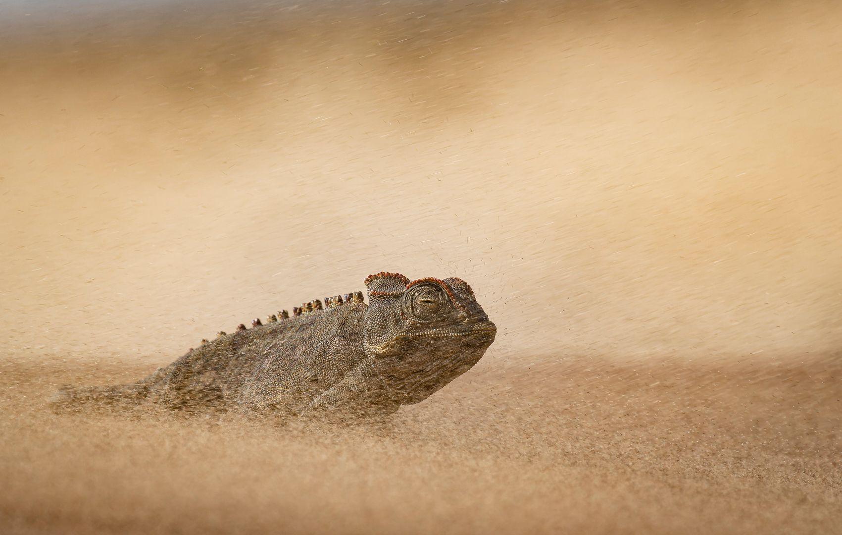 Un camaleón namaqua emerge de una nube de arena levantada por el viento, con la cabeza y la parte superior del cuerpo elevándose sobre la superficie ondulada del desierto. Su piel áspera y texturizada, junto con una hilera de pequeñas escamas elevadas a lo largo de su dorso, son claramente visibles, mientras que la arena arremolinada crea una escena desértica brumosa y monocromática.
