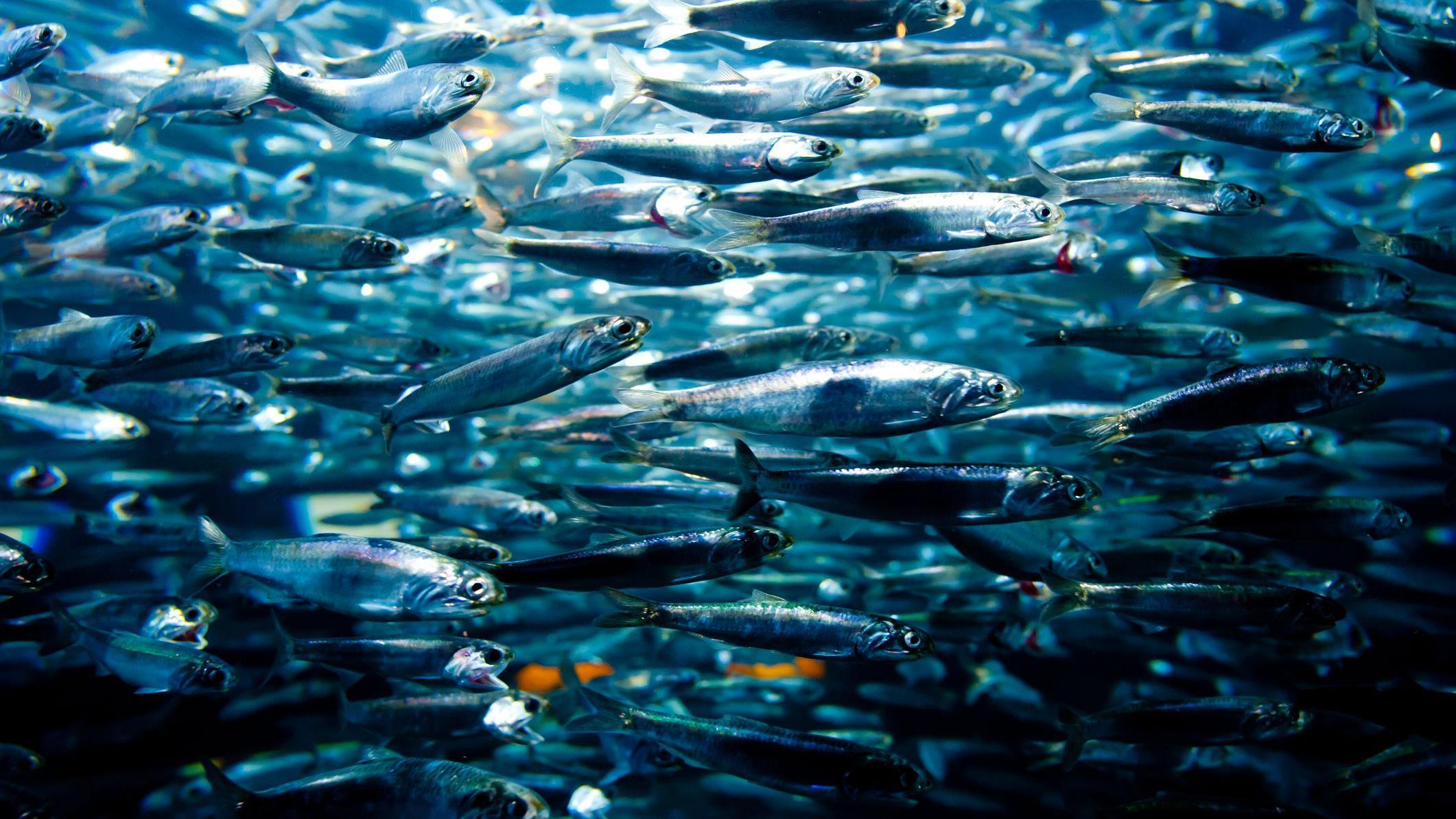 Cardume de sardinhas no mar