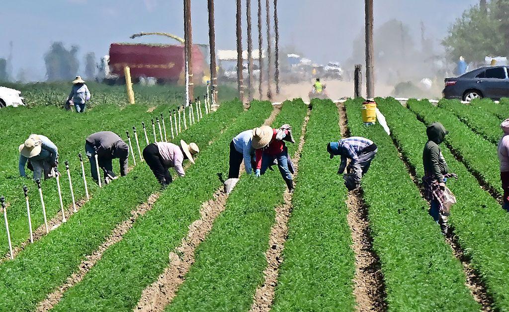 Un grupo de personas trabajan agachadas bajo el sol en un cultivo en California.
