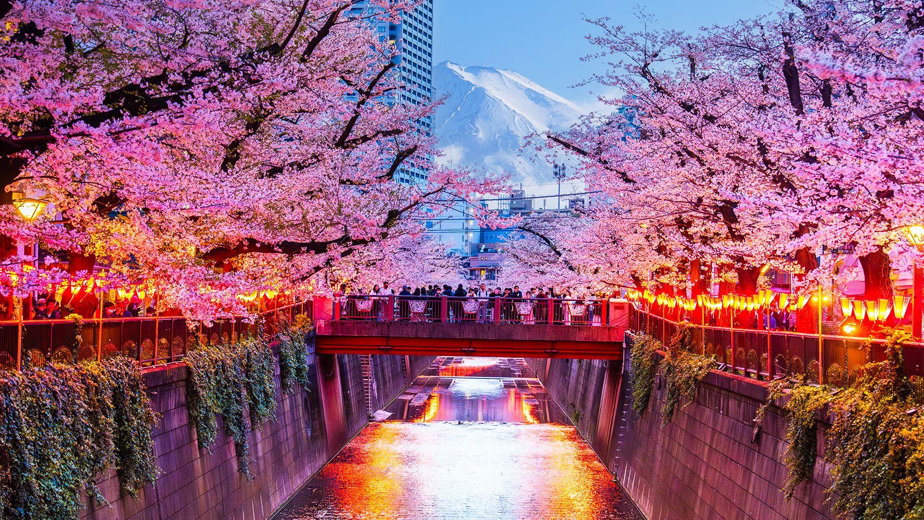 Japan cherry blossom festival cancelled over badly behaved tourists