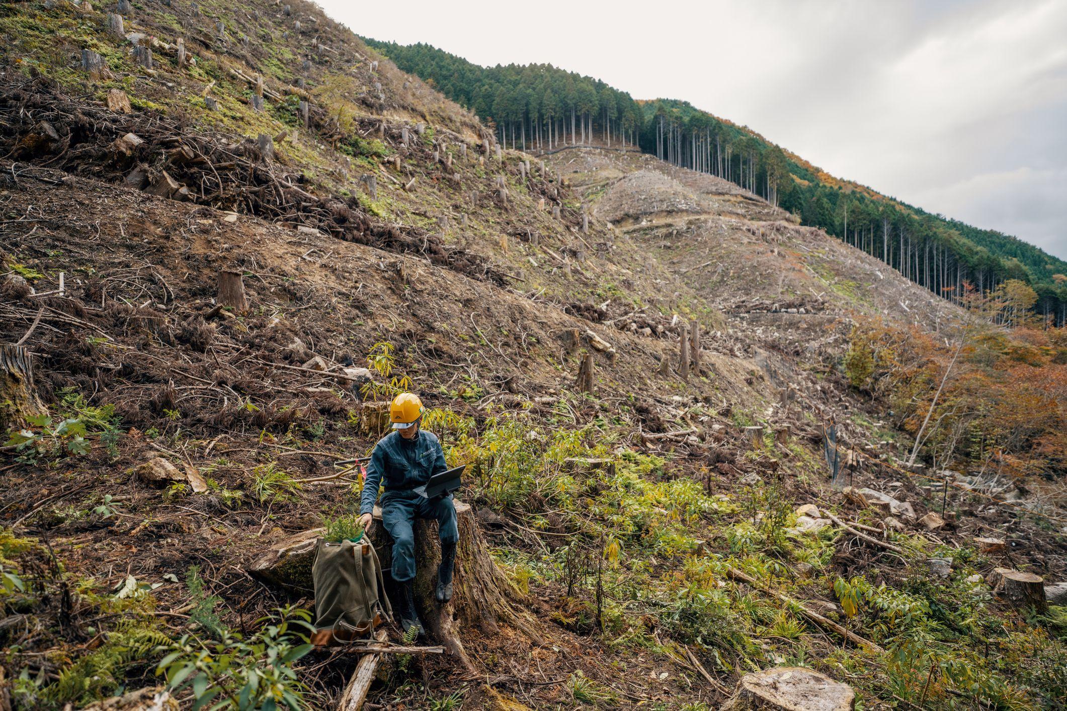Un obrero en la ladera que ha sido parcialmente deforestadas en Japón