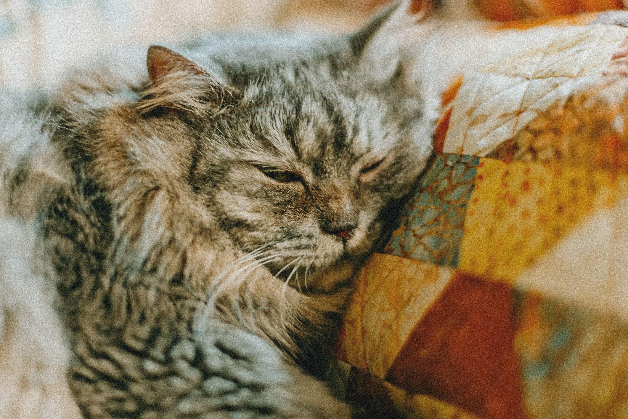 Gato dormindo