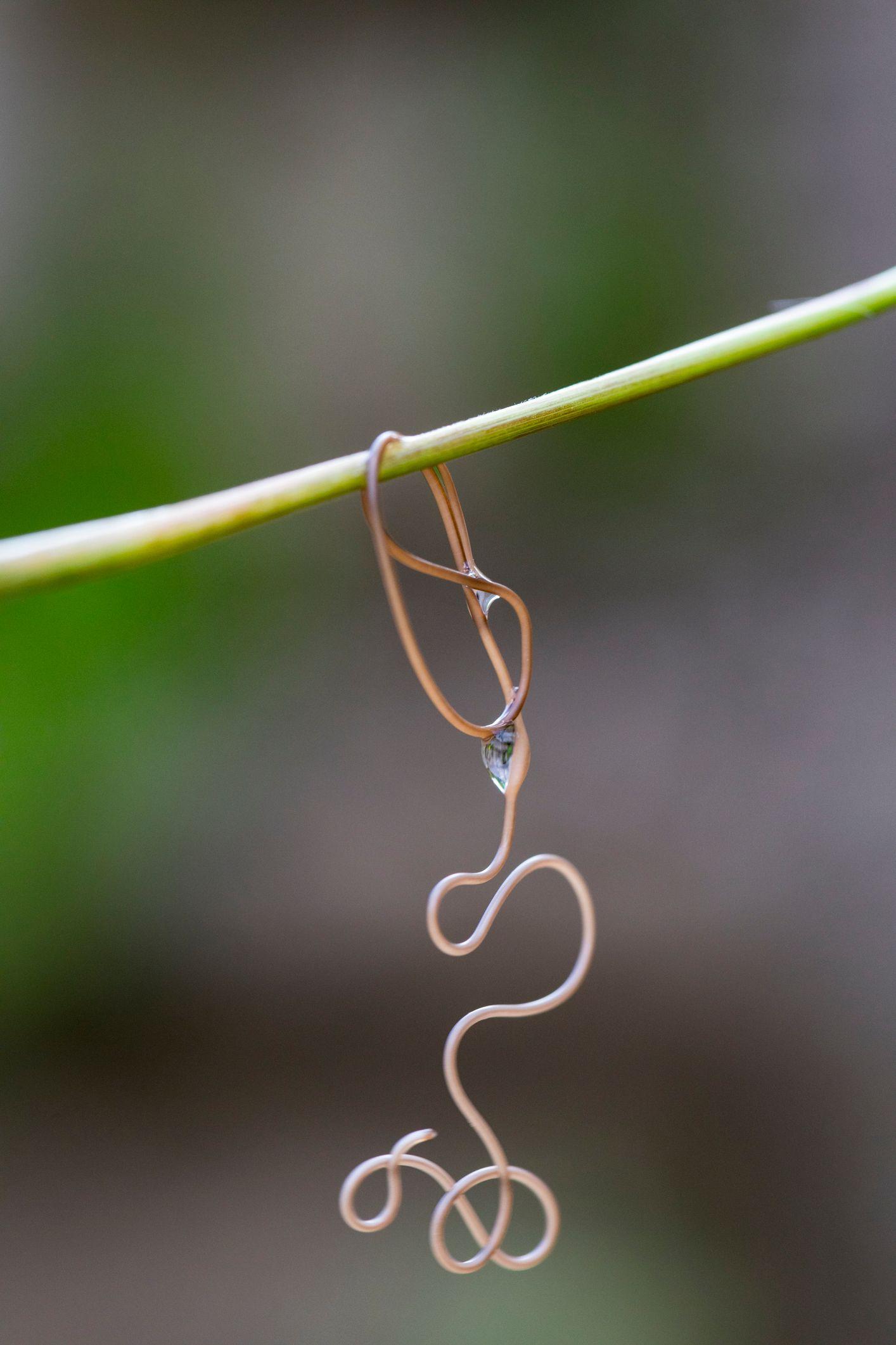 Gusano gordiano colgando de una rama verde
