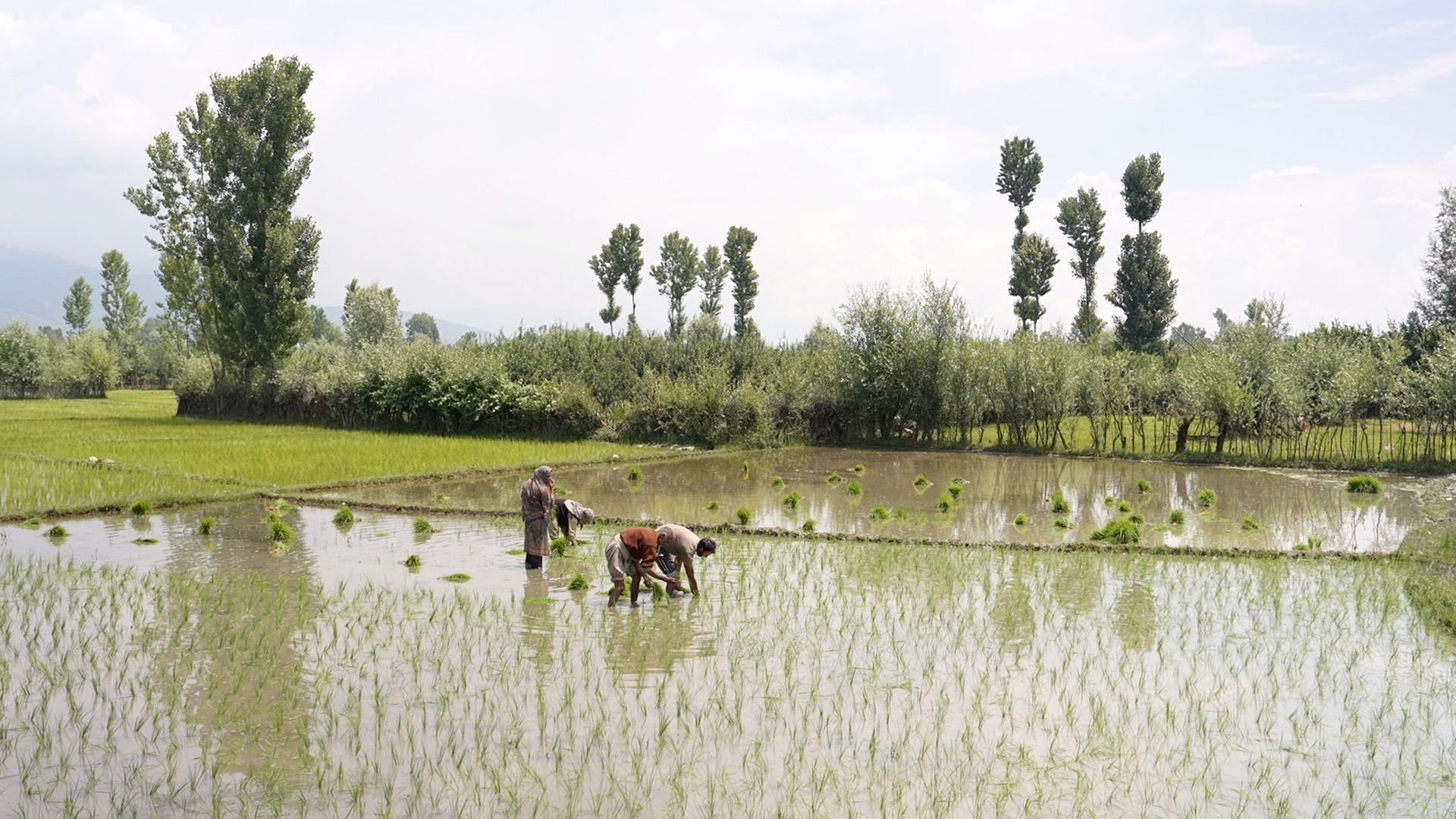 کشمیر، سیاحت، معیشت، پہلگام، انڈیا، زراعت