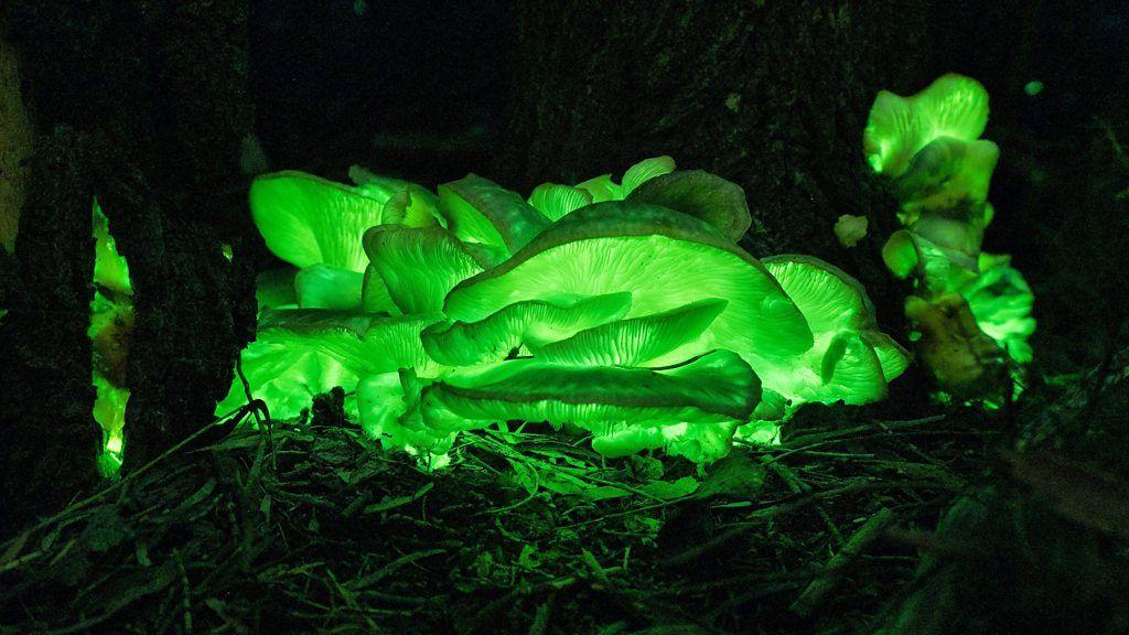 Imagem noturna de criaturas bioluminescentes na Austrália, com luzes verdes