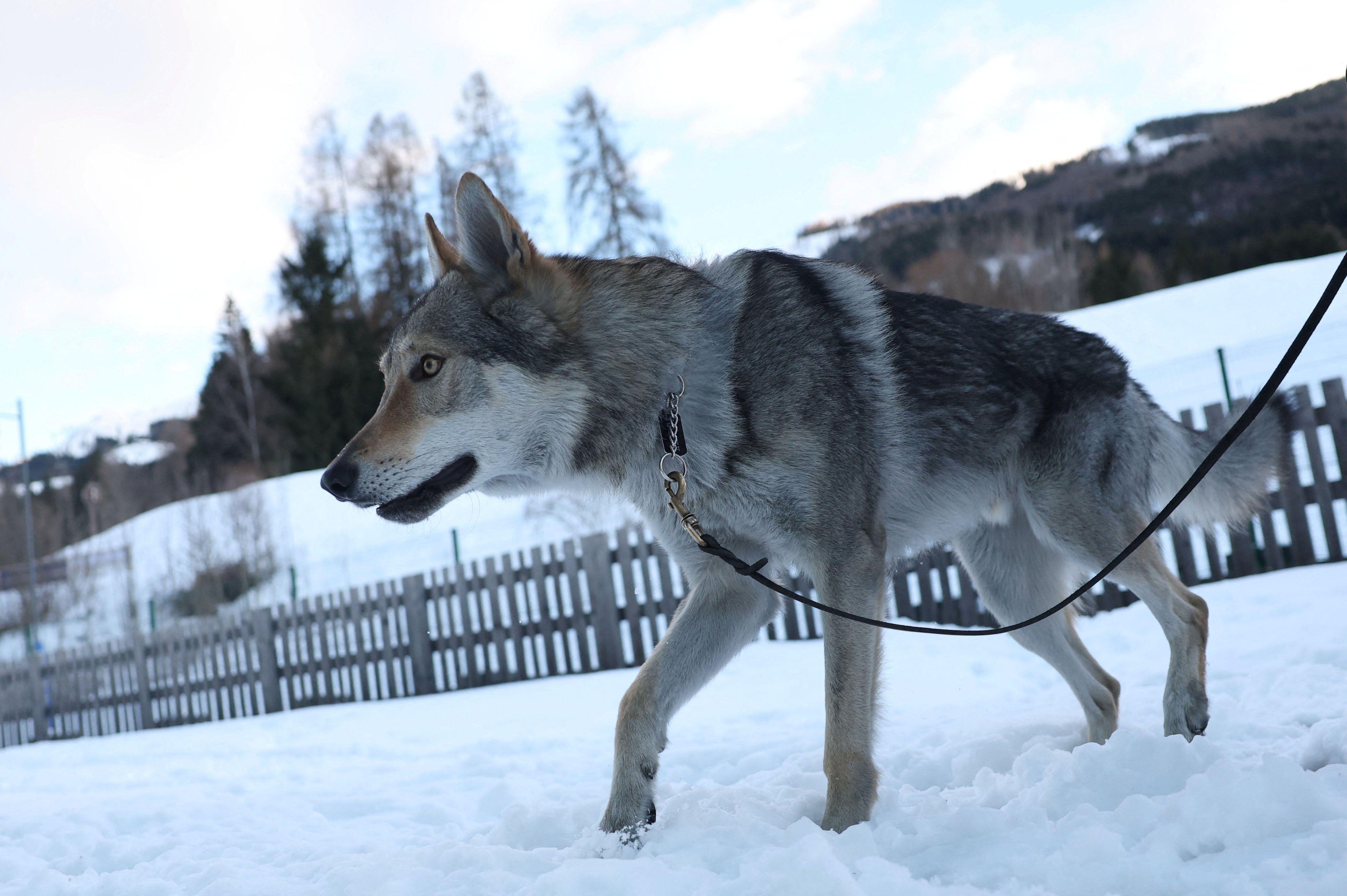 pas, pas na olimpijskim igrama, pas nazgul