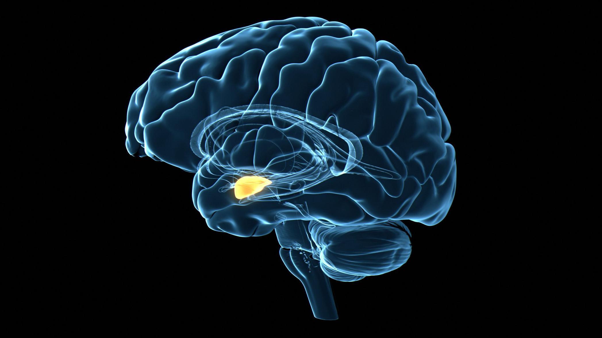 Ilustración que muestra la amígdala en el cerebro