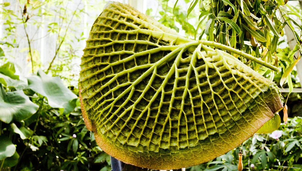 Hoja vista por el revés