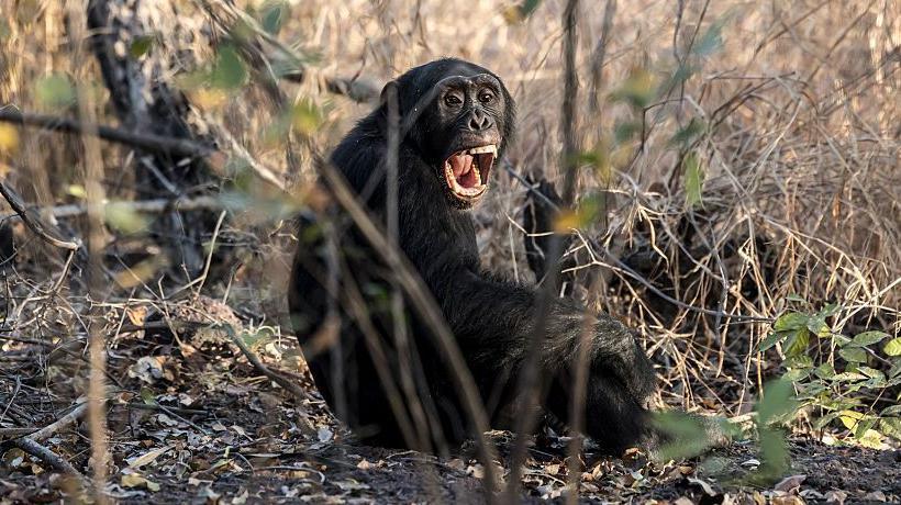 Un chimpancé de África Occidental en la región de Kedougou, diciembre de 2025.