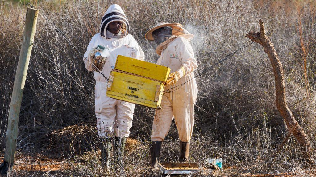 Apicultores durante uma inspeção nas colmeias em uma cerca que fica em torno de uma fazenda