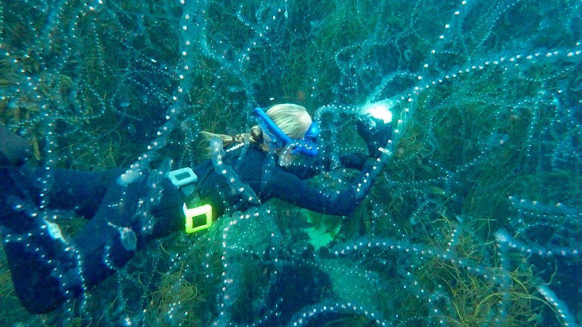Record warm seas help to bring extraordinary new species to UK waters