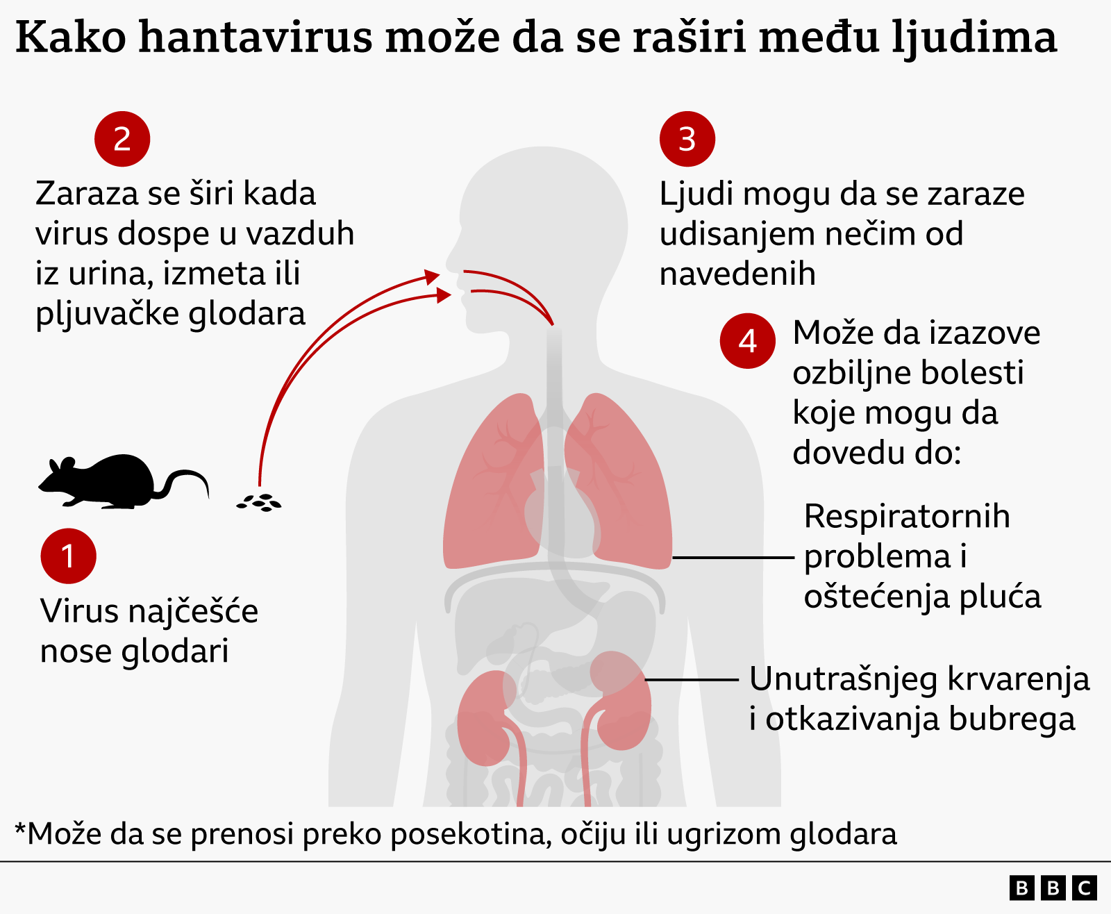 hantavirus, kako se širi hantavirus