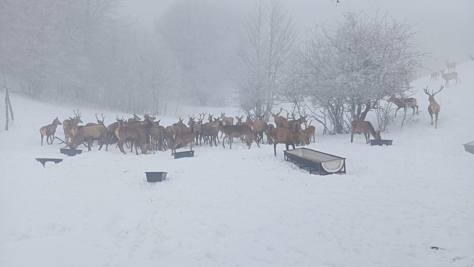 jeleni na snegu u drugom planu, u prvom planu hranilica