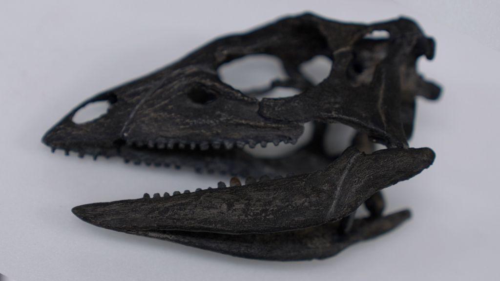 skelet dinosaurusa