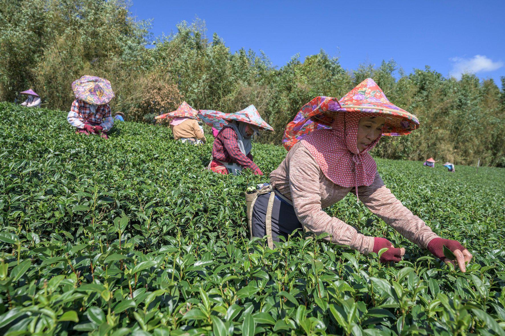 曾有台灣媒體報道指，有茶農業者僱用大批失聯移工於山區協助採茶勞務工作
