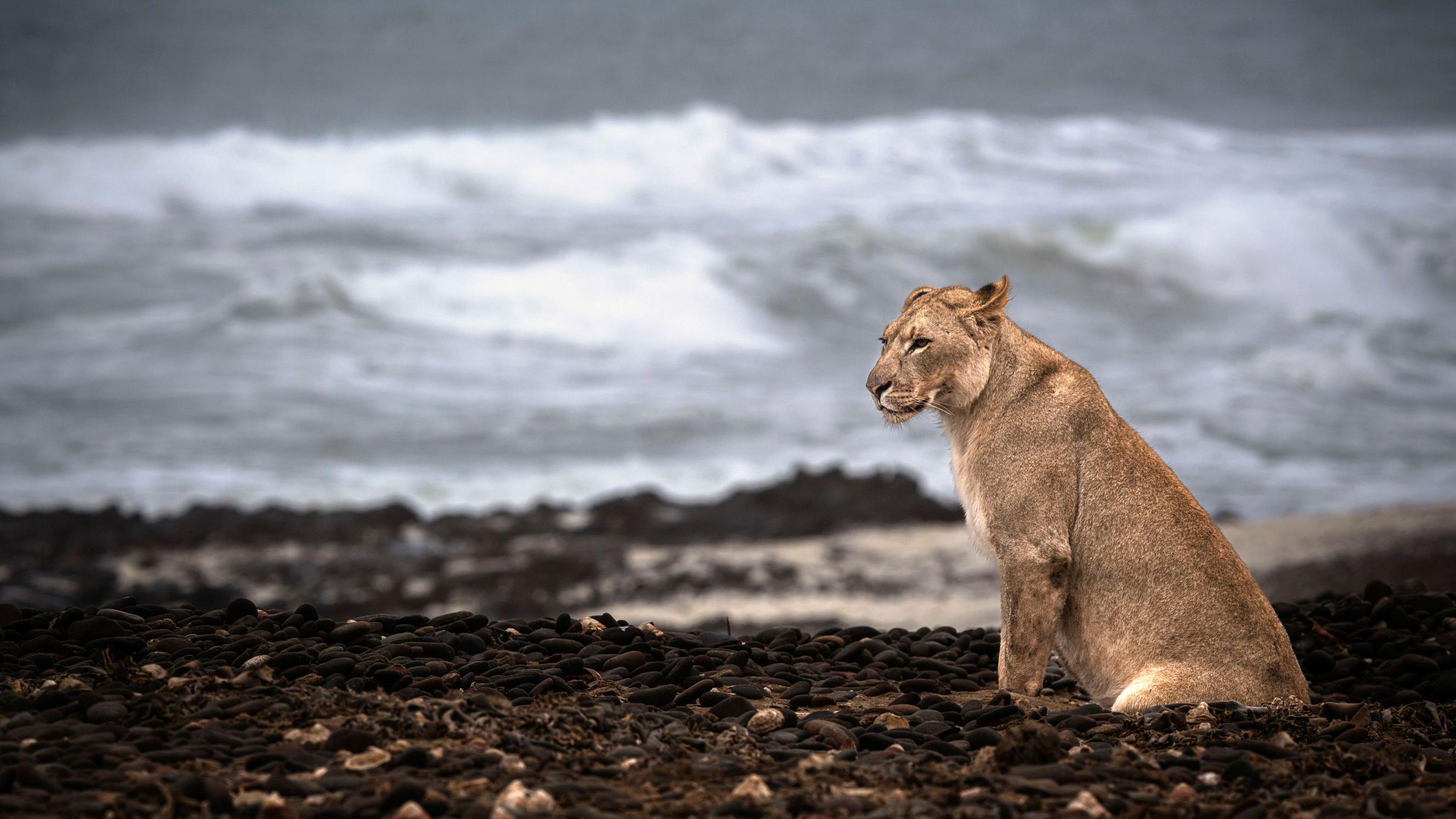 Leoa do deserto, no litoral do Oceano Atlântico, na Namíbia.