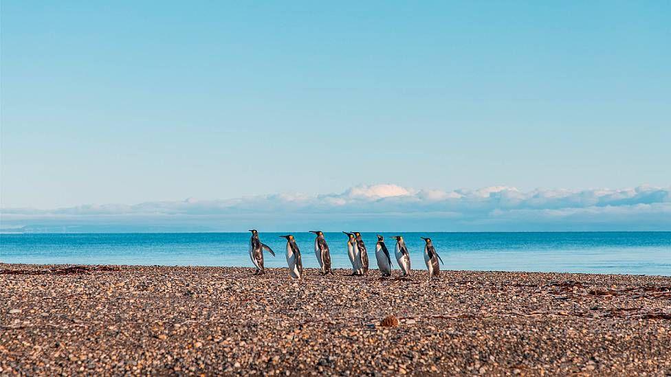 Un grupo de pingüinos rey en la playa de Bahía Inútil