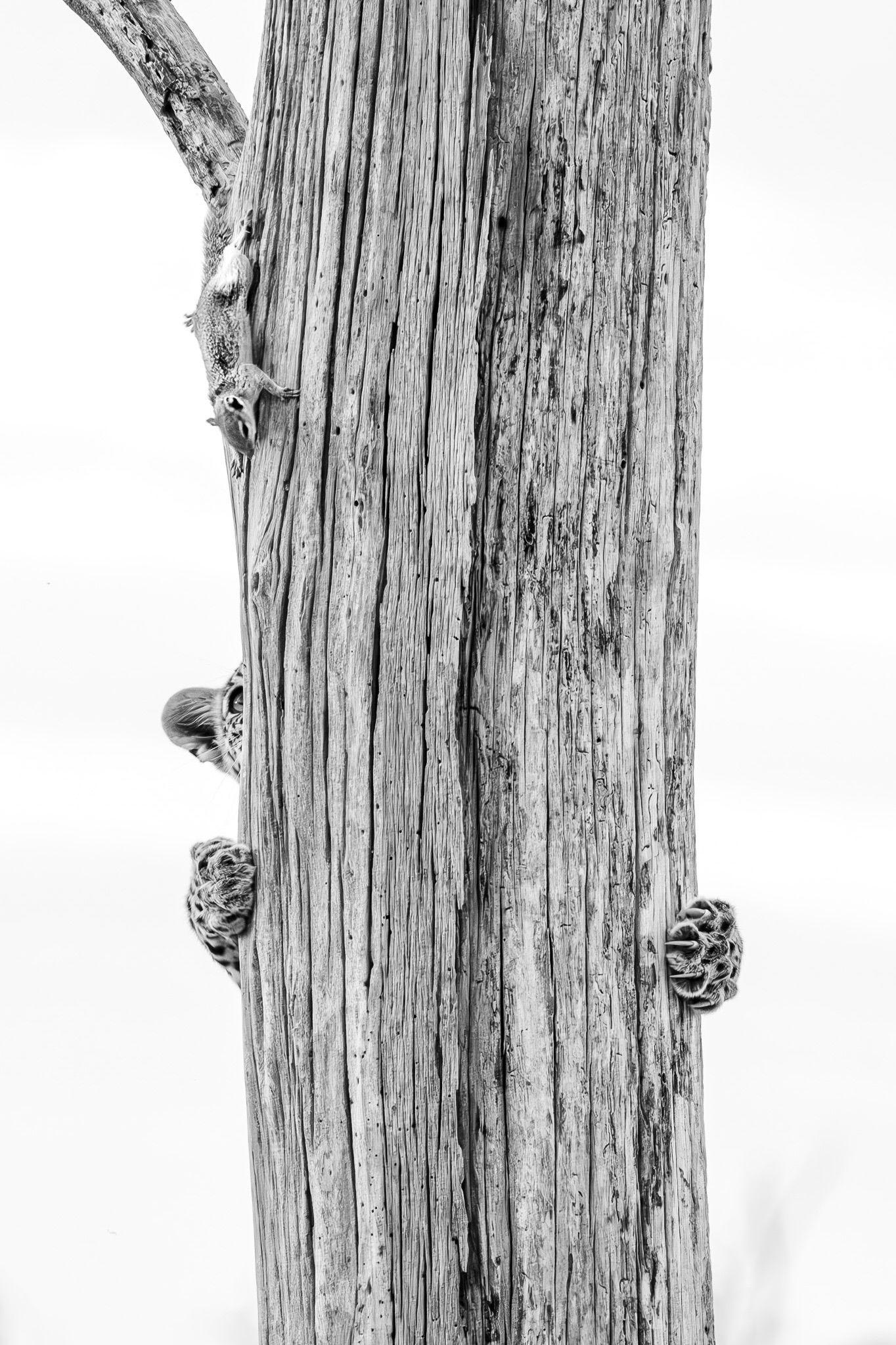 Una fotografía en blanco y negro muestra un tronco alto y acanalado verticalmente sobre un fondo blanco brillante. Se aprecian las patas delanteras de un leopardo joven aferradas al tronco, junto con una pequeña parte de la parte superior de su cabeza. El resto de su cuerpo queda oculto por el tronco. Cerca de la parte superior del tronco, se ve una ardilla entera, mirando hacia abajo.