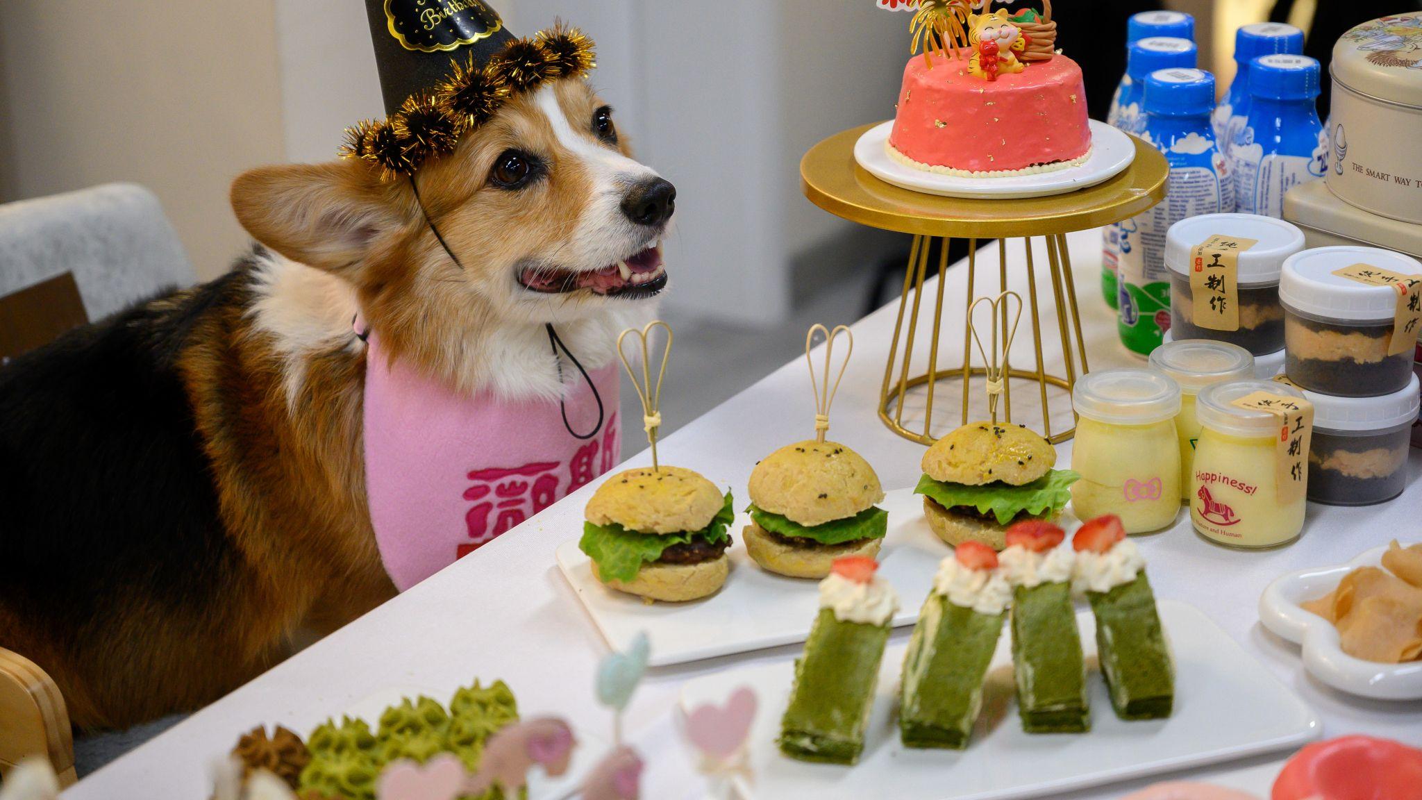 山西太原一家寵物友善餐廳給一隻柯基犬擺上西式小吃生日宴（中新社圖片）