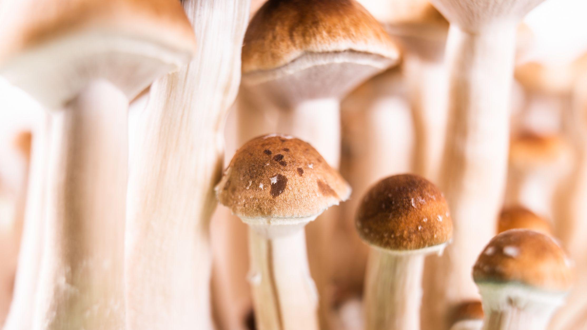 Grupo de cogumelos m&aacute;gicos