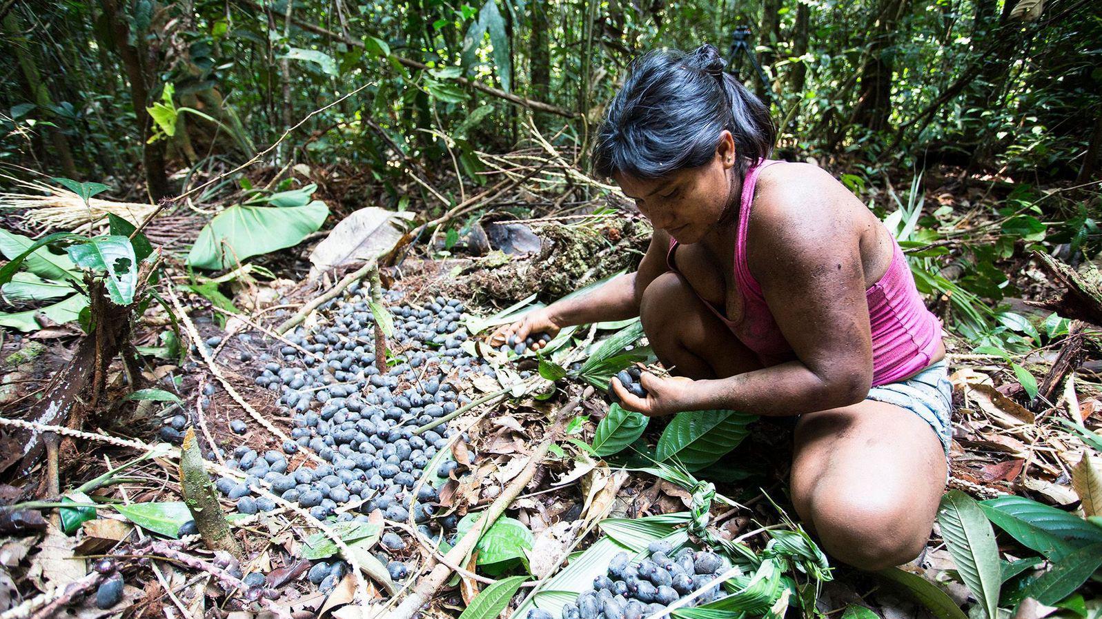 Una mujer en cuclillas recoge los frutos de un árbol 